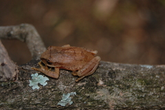 Dime Forest Treefrog photo 3