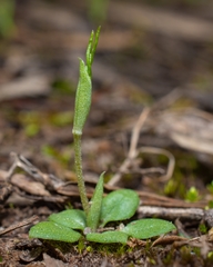 Pterostylis nana