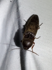 Diplostethus carolinensis