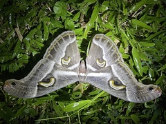 Epiphora ploetzi