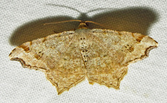 Macaria aequiferaria