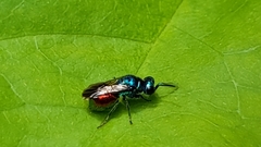Pseudomalus triangulifer