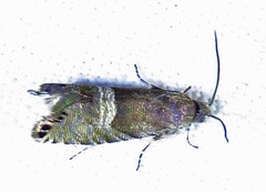 Sereda tautana