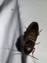 Diplostethus carolinensis