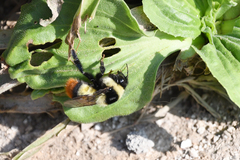 Bombus niveatus