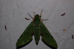 Euchloron megaera
