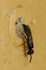 Passaloecus