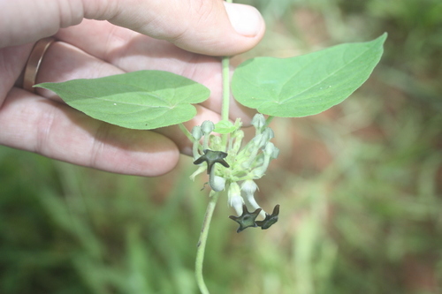 Ceropegia nigra