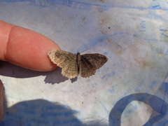 Philereme transversata