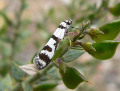 Philobota impletella
