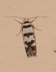 Philobota impletella