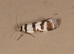 Philobota impletella