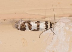 Philobota impletella