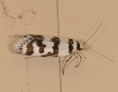 Philobota impletella