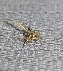 Aedes albopictus
