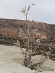 Phacelia integrifolia