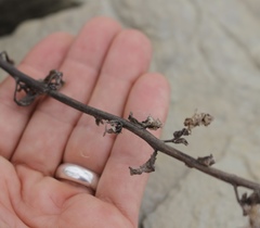 Phacelia integrifolia