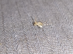 Aedes albopictus