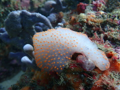 Polycitor giganteus