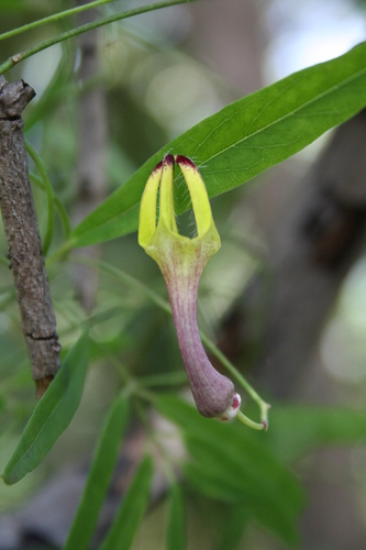 Ceropegia racemosa racemosa