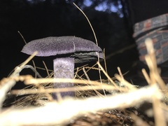 Cortinarius kioloensis
