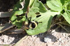 Bombus niveatus