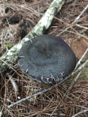Cortinarius kioloensis