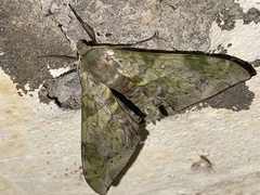 Chloroclanis virescens