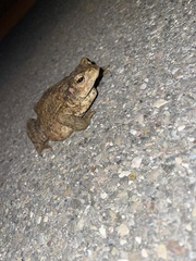 Bufo bufo