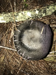 Cortinarius kioloensis