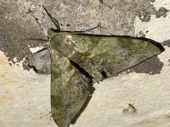 Chloroclanis virescens