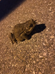 Bufo bufo