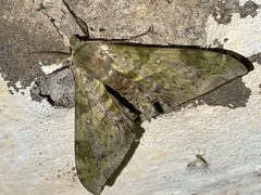 Chloroclanis virescens