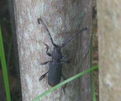 Ropalopus clavipes