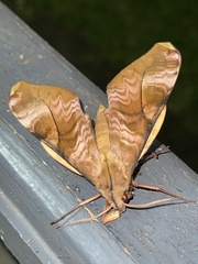 Rhadinopasa hornimani