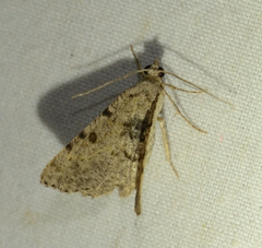 Digrammia gnophosaria