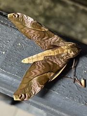 Rhadinopasa hornimani