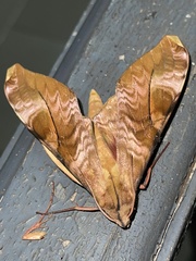 Rhadinopasa hornimani