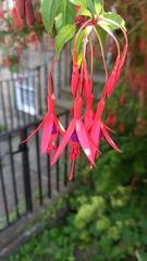 Fuchsia magellanica
