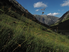 Festuca paniculata