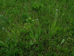 Pilosella cymosa cymosa