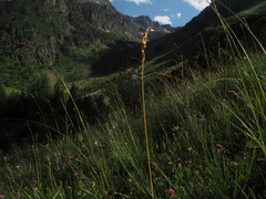 Festuca paniculata