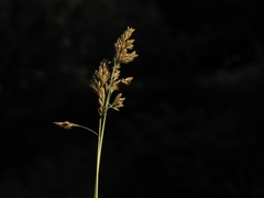 Festuca paniculata