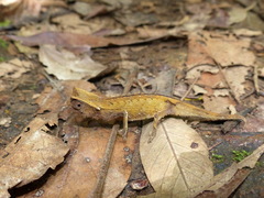 Brookesia griveaudi