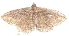 Philereme transversata