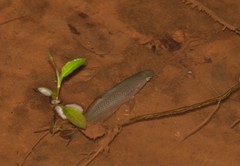 Melanotaenia splendida splendida