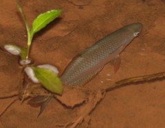 Melanotaenia splendida splendida