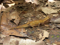 Brookesia griveaudi
