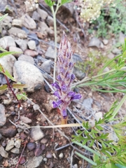 Orobanche coerulescens