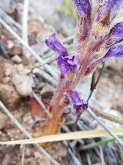 Orobanche coerulescens